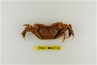 藏品(高橋長方蟹)的圖片